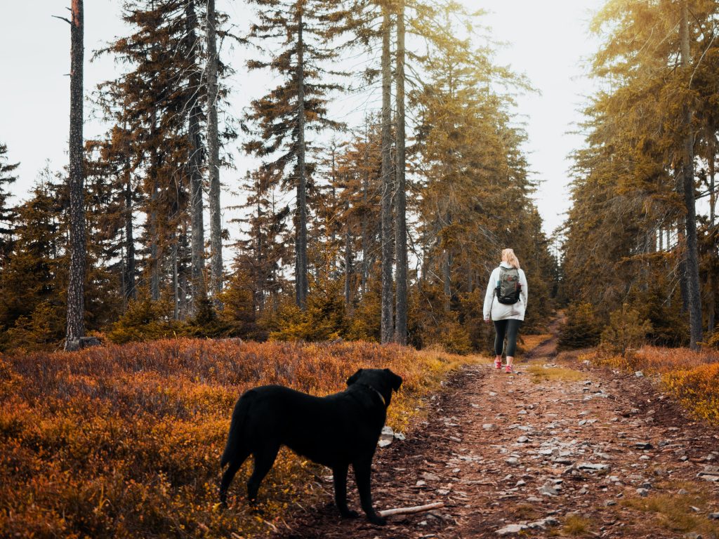 Photo by Daniel Frank: https://www.pexels.com/photo/short-coat-black-dog-standing-on-brown-ground-3107873/